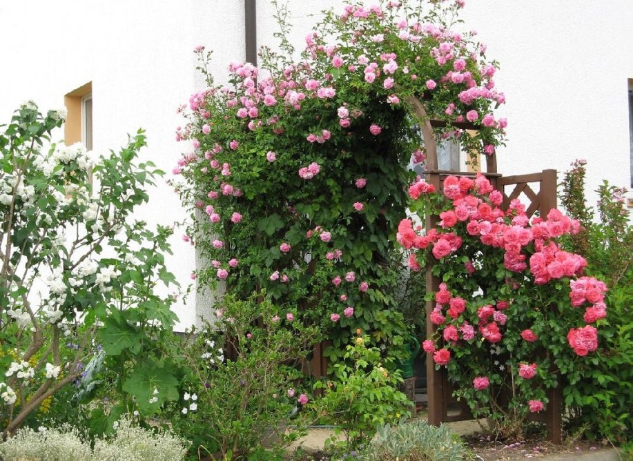 Unser h&uuml;bscher Rosenbogen