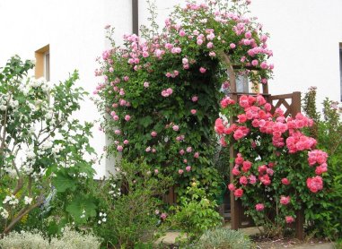 Unser h&uuml;bscher Rosenbogen